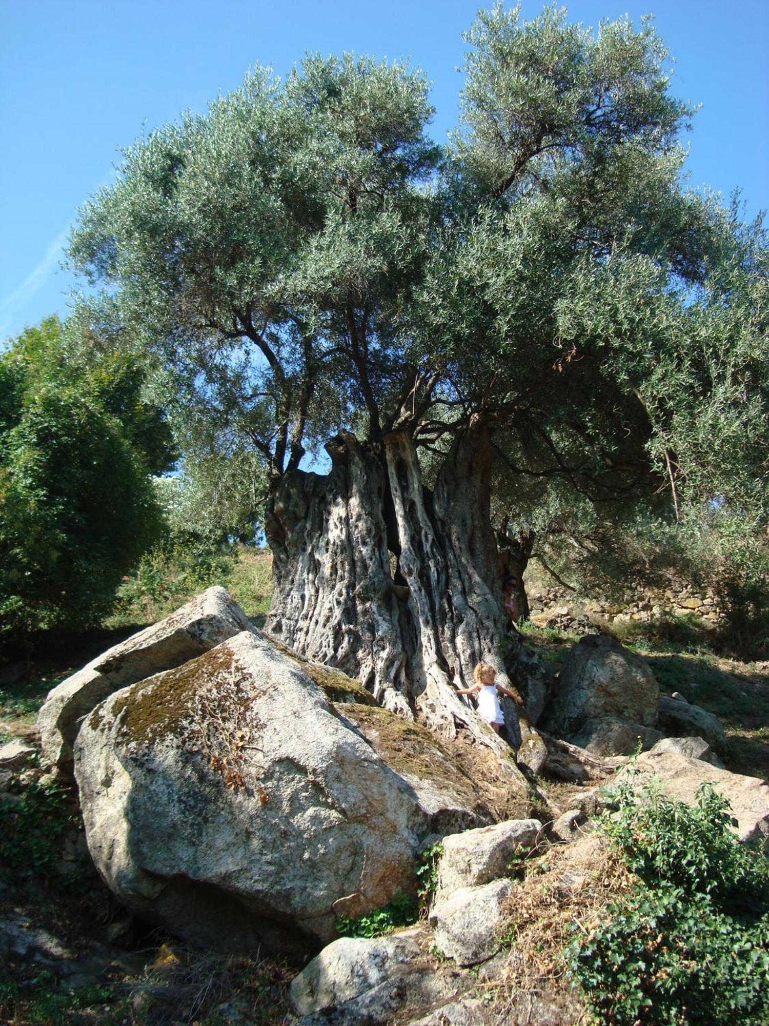 Villa Costa Di Sognu Extérieur photo