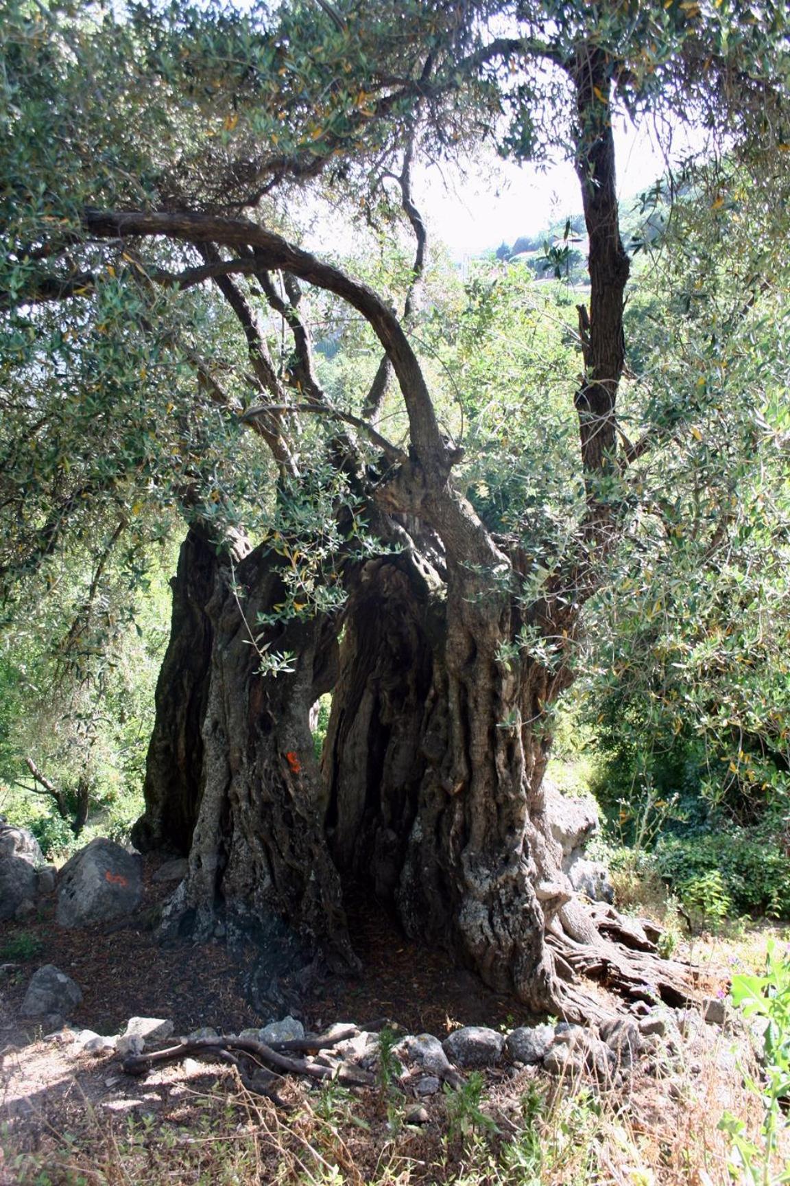 Villa Costa Di Sognu Extérieur photo